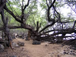 Click to enlarge trees by the sea